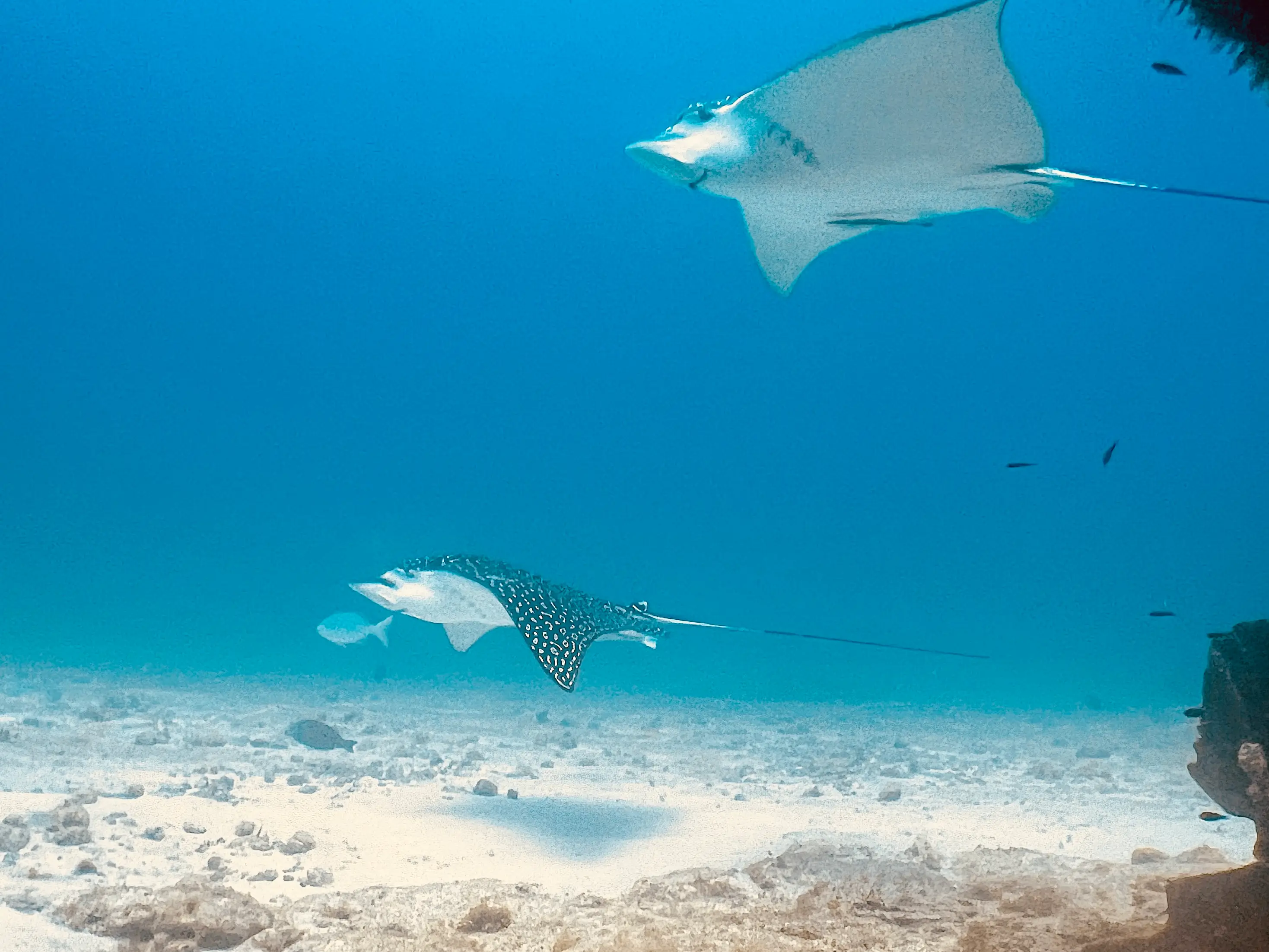 Two stingrays swim over a wreck structure in clear tropical waters, with a sandy ocean floor and vibrant marine life adding to the scene.