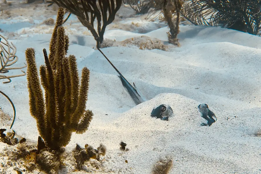 Cancun Marine Life Wonders