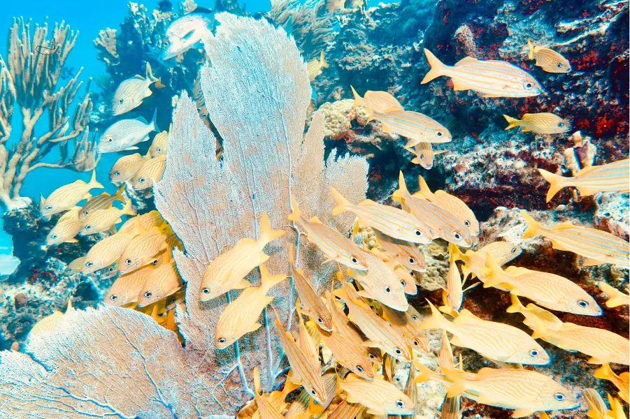 Cancun Sea Fan Coral Forests