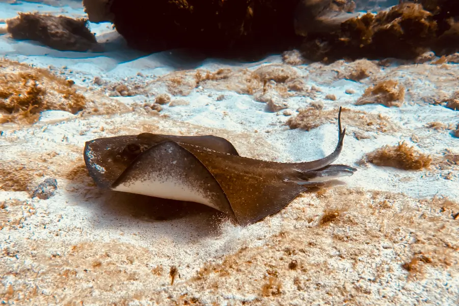 Diving Cancun Marine Reserves