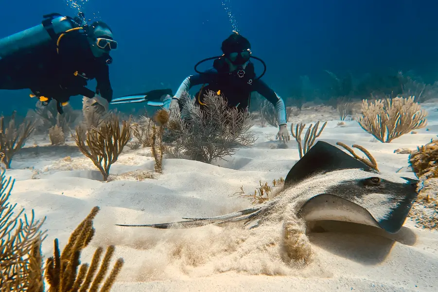 Manta Ray Encounters