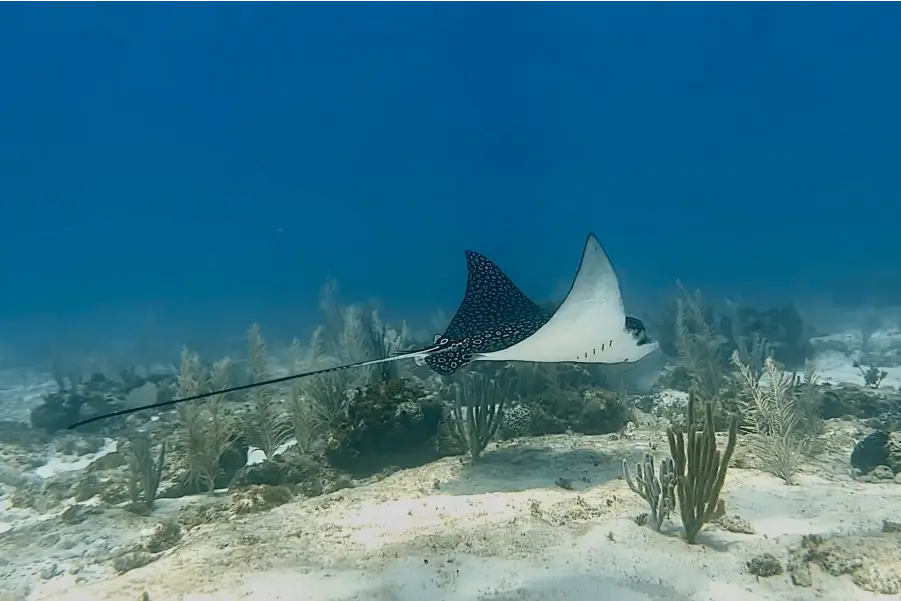 Cancun Life of the Caribbean Sea