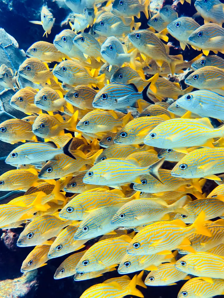Marine Life of the Mexican Caribbean