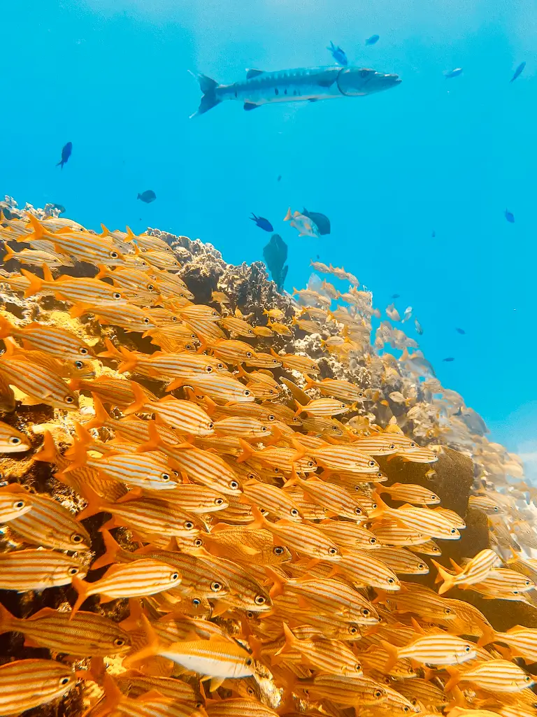 Underwater Beauty of Cancun