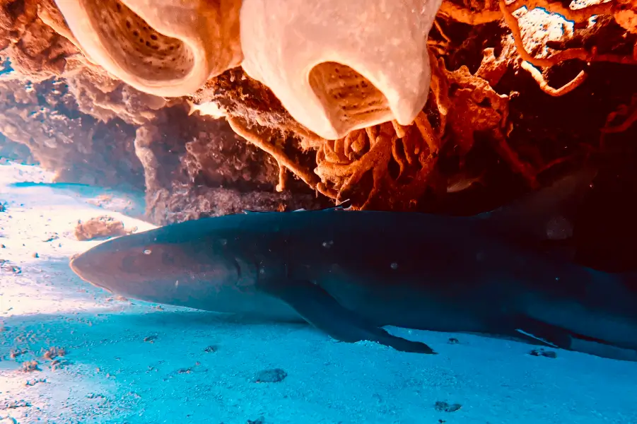 Vibrant Reefs of Cancun