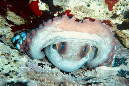 Mediterranean Scenary