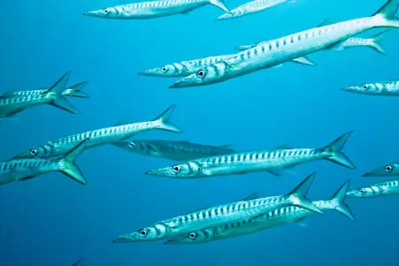 Atlantic Ocean Diving