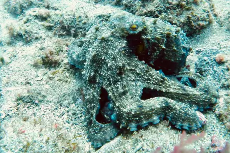 Colorful Sea Creatures