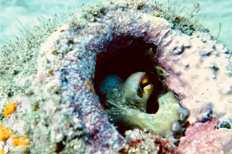 Gran Canaria Marine Life