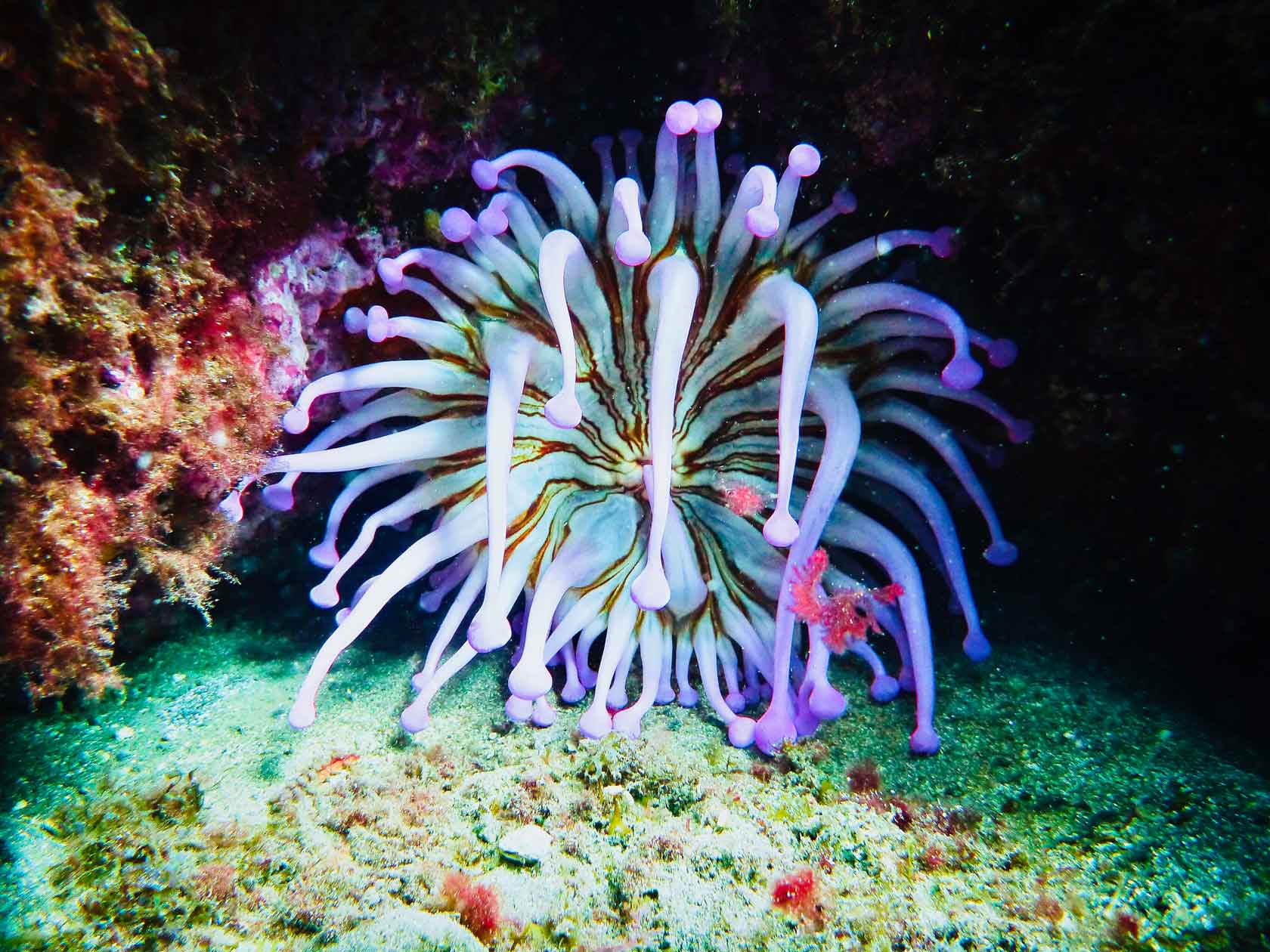 Aventuras submarinas en el Pacífico