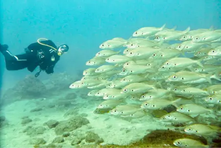 Gran Canaria Underwater Exploration