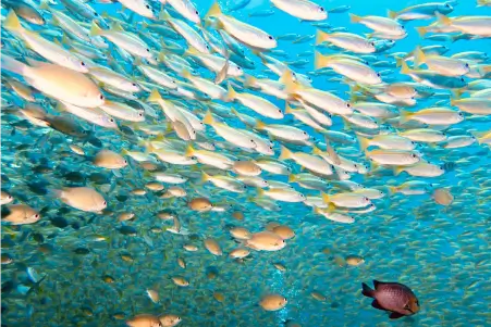 andaman sea divinko phi phi