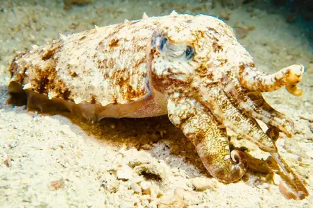 ko phi phi marine reserves