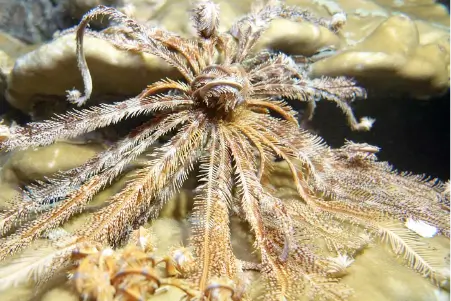 ko phi phi coral gardens