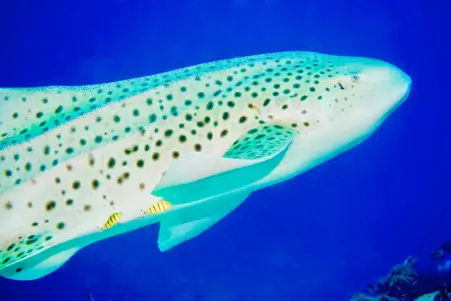 ko phi phi cenote freshwater diving