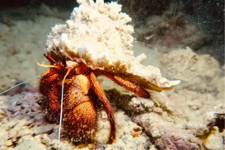 ko phi phi diving fish schools