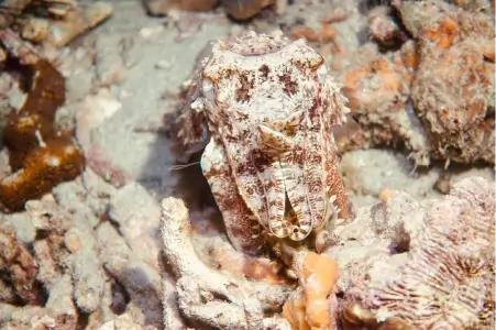 ko phi phi marine life wonder