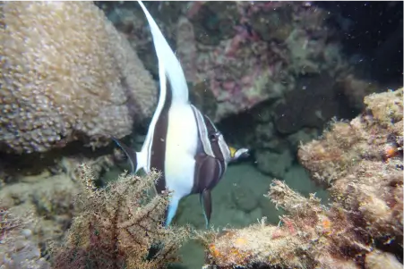 ko phi phi reef fish diversity