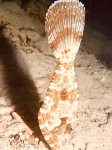 ko phi phi tropical fish encounters