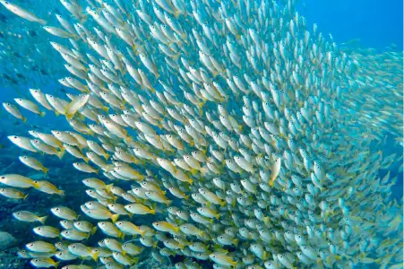 ko phi phi underwarter paradise