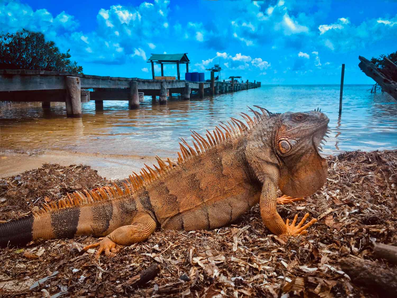 Explorando arrecifes coralinos