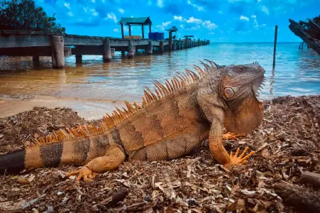 Mahahual Caribbean Sea