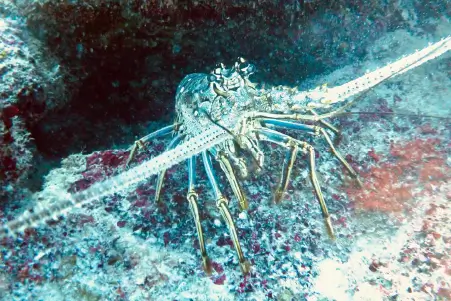 Mahahual Marine Life