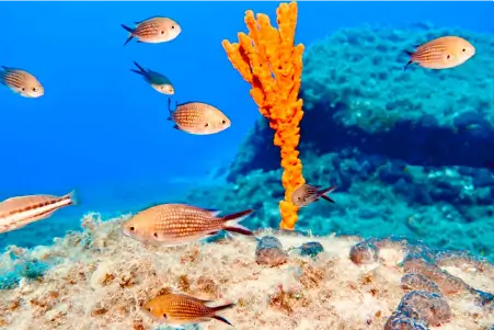 Diving in Mykonos Reef