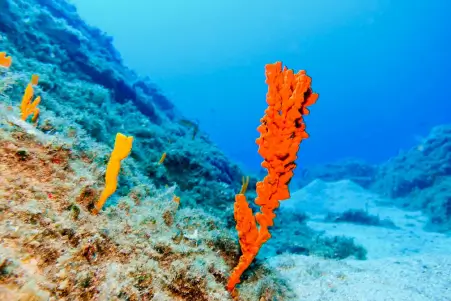 Diving Mykonos Marine Reserves
