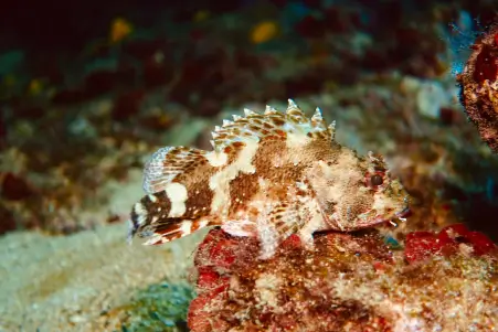 Mykonos Underwater Wonders