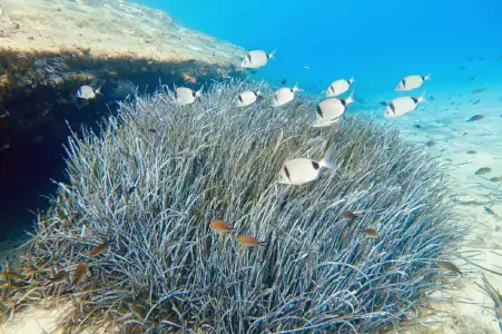 Undewater Mykonos Landscapes