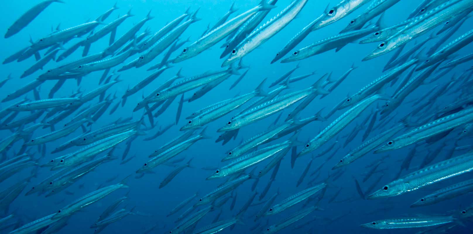 Aventuras submarinas en el Pacífico