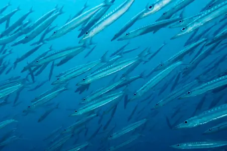 Phuket Open Water Diving