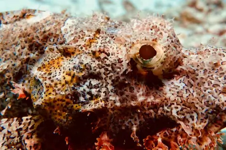 Rovinj Underwater Seascapes 