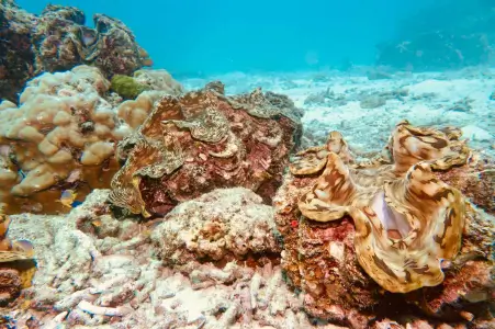Phuket Underwater Photography