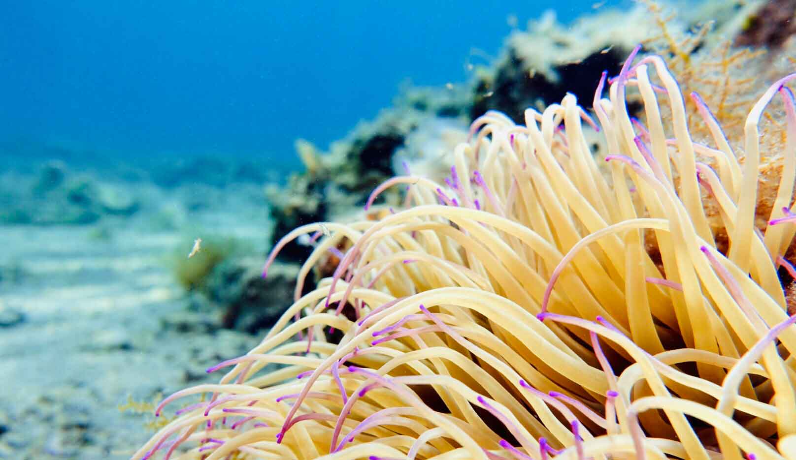 Explorando arrecifes coralinos