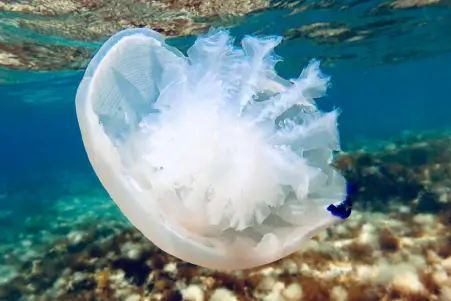 Rovinj Marine Biodiversity