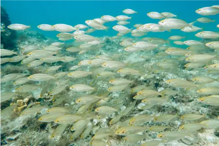 Rovinj Snorkeling Paradise