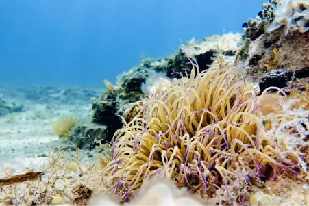 Rovinj Underwater Seascapes 